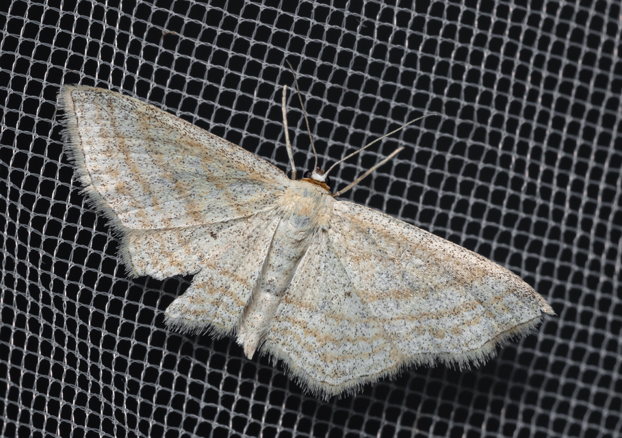 Scopula virgulata - vesszős sávosaraszoló