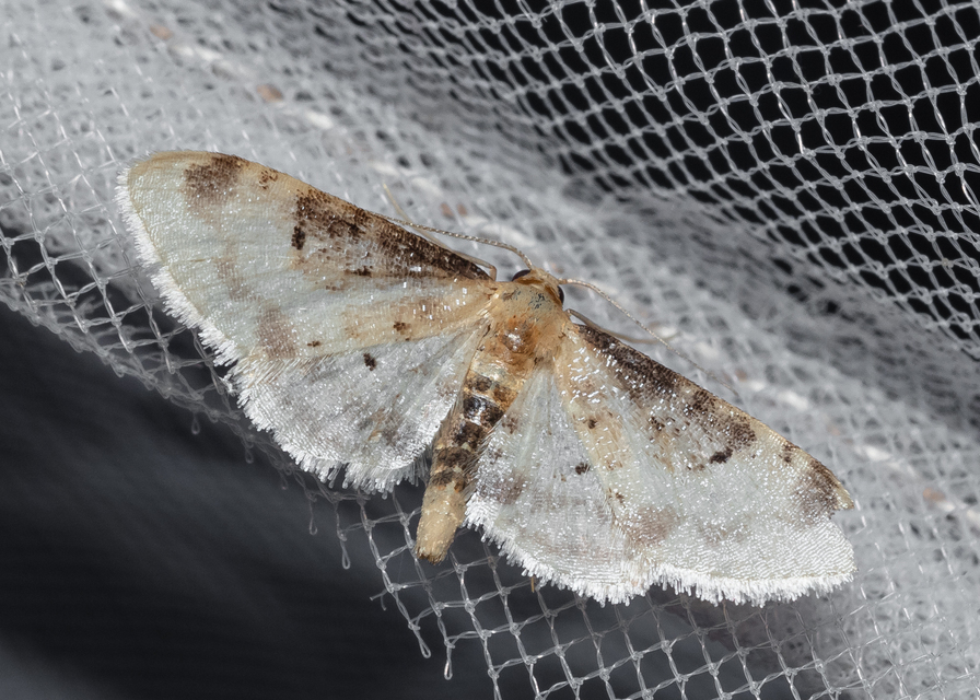 Idaea filicata - sötéttövű apróaraszoló