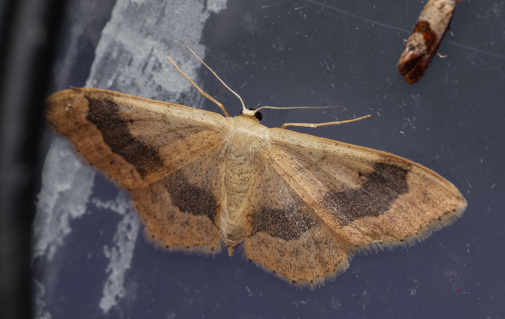 Idaea aversata - nagy sávosaraszoló