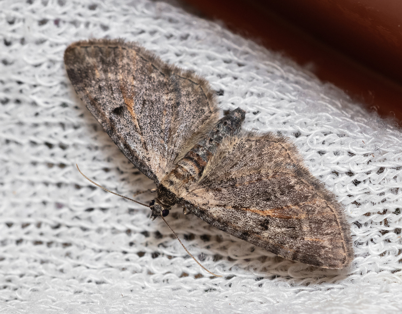 Eupithecia icterata - rozsdafoltos törpearaszoló