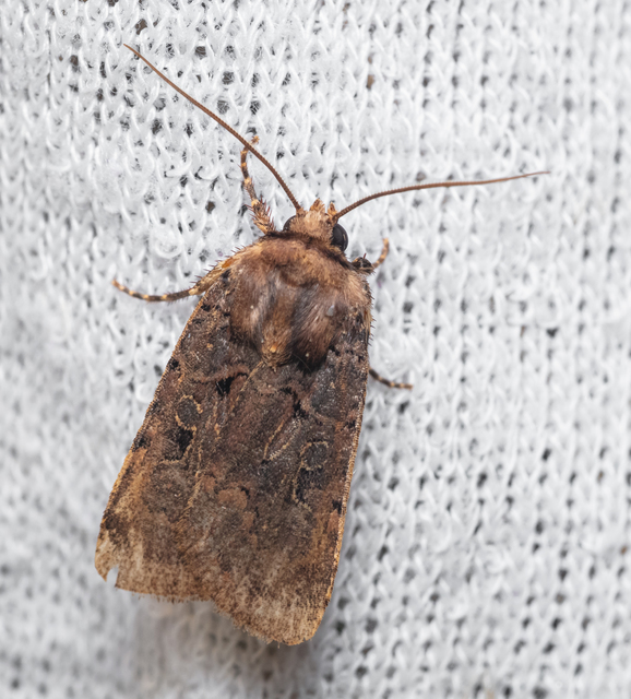 Chersotis rectangula - barna földibagoly