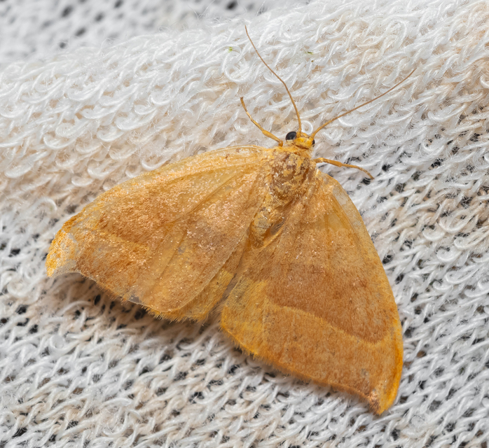 Watsonalla cultraria - bükkfa-sarlósszövő