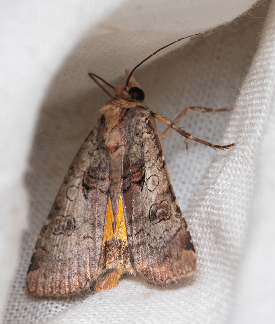 Epilecta linogrisea - karcsú sárgafűbagoly