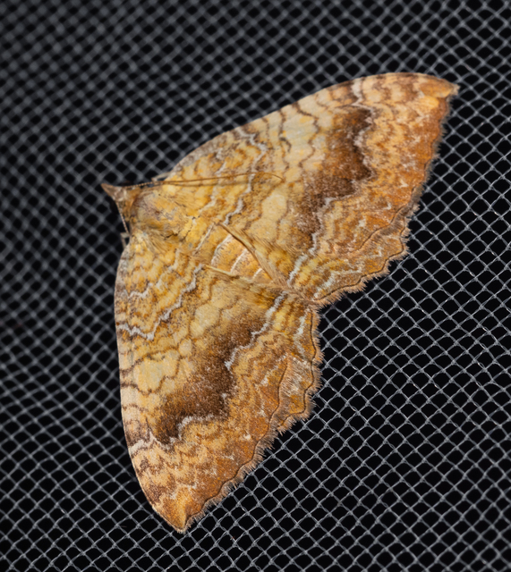 Camptogramma bilineata - kétvonalas sávosaraszoló