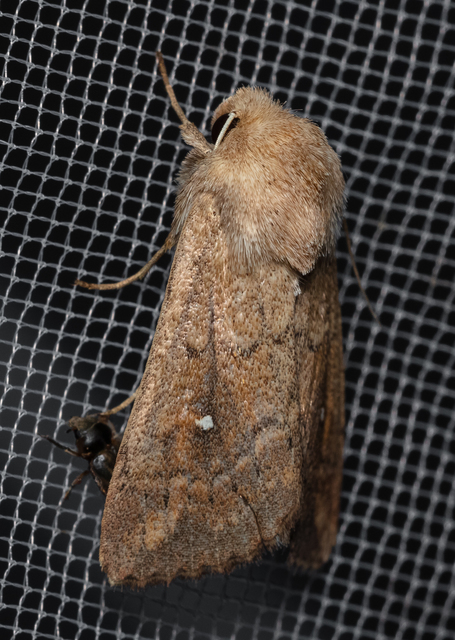 Mythimna albipuncta - fehérpettyes rétibagoly