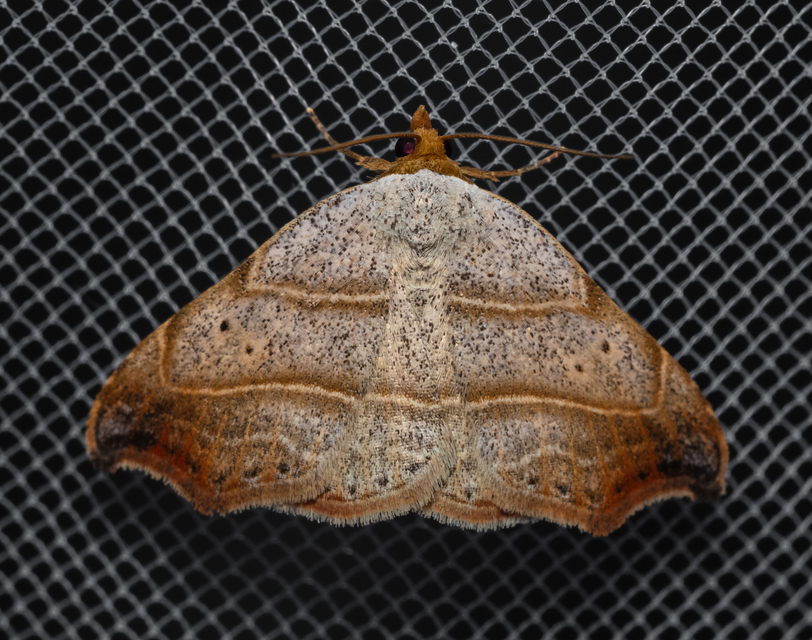 Laspeyria flexula - zuzmóbagoly