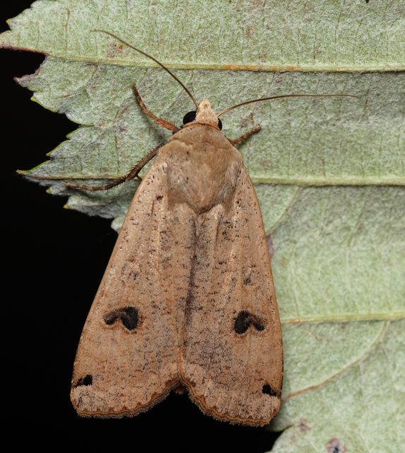 Noctua pronuba - nagy sárgafűbagoly