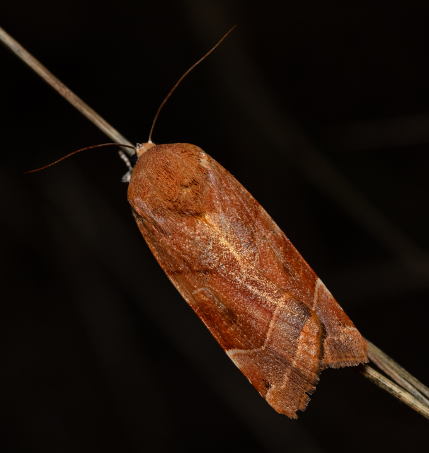 Noctua fimbriata - szélessávú sárgafűbagoly