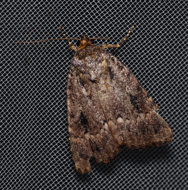 Amphipyra berbera/pyramidea