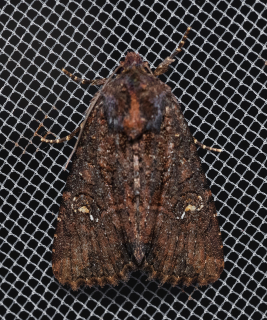 Mesapamea secalella/secalis