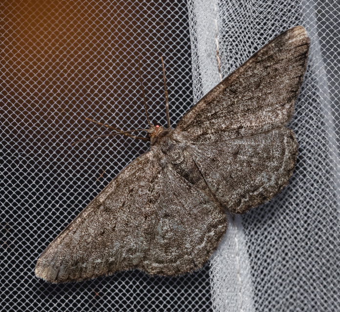 Hypomecis roboraria - nagy tölgyfaaraszoló