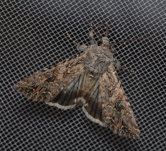 Hadula trifolii - lóherebagoly