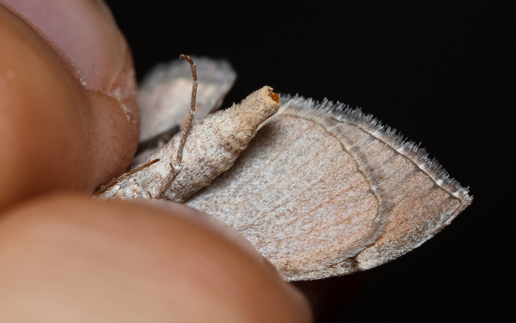 Aplocera plagiata - szürke csíkosaraszoló