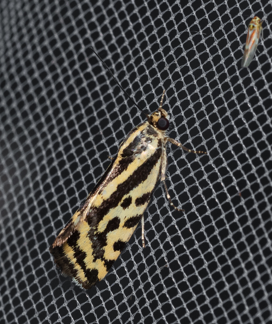 Emmelia trabealis - zebrabagoly