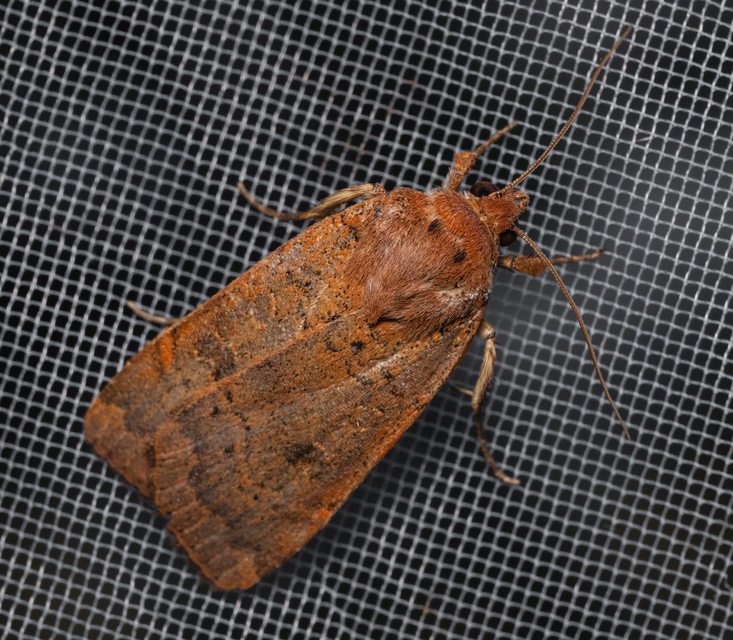 Noctua interjecta - zömök sárgafűbagoly