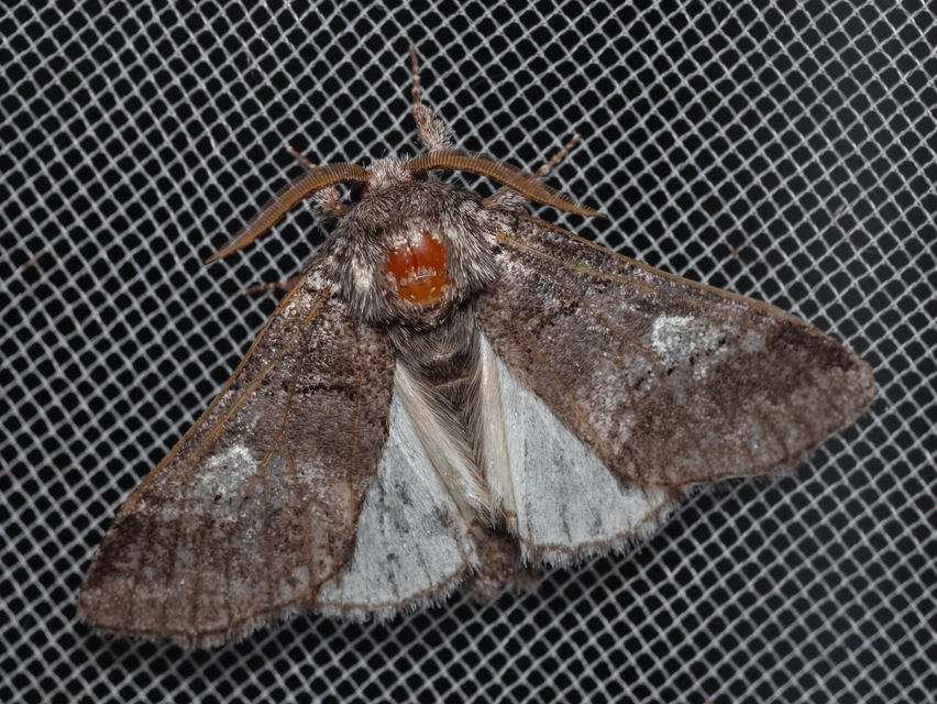 Drymonia querna - tölgyfa-púposszövő