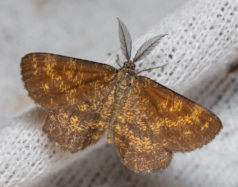 Ematurga atomaria - barna rétiaraszoló