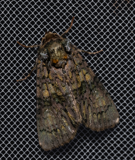 Craniophora ligustri - fagyalbagoly