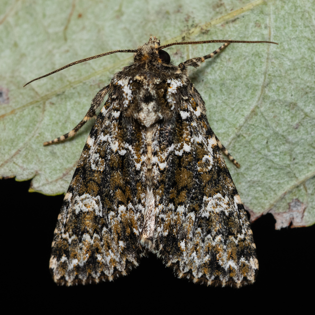 Polymixis polymita - kankalin-tarkabagoly