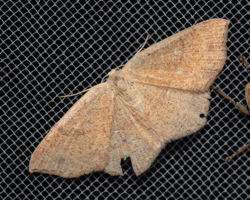 Cyclophora ruficiliaria - vörösrojtú pettyesaraszoló