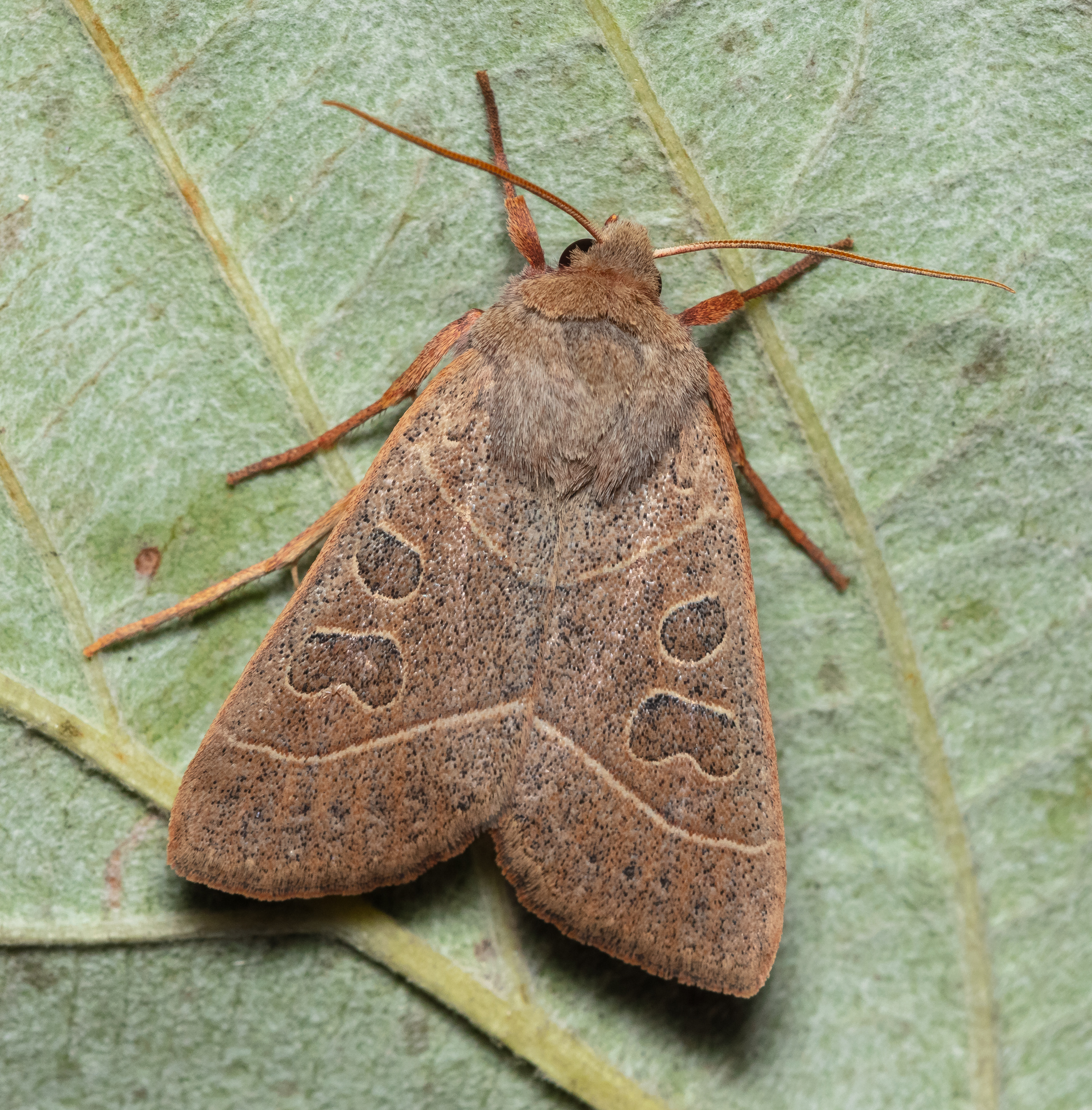 Mesogona acetosellae - madársóskabagoly