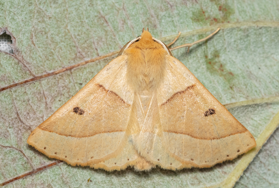 Crocallis elinguaria - sárga sávosaraszoló