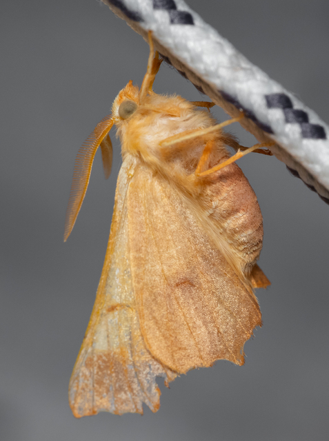 Ennomos fuscantaria - kőris-levélaraszoló
