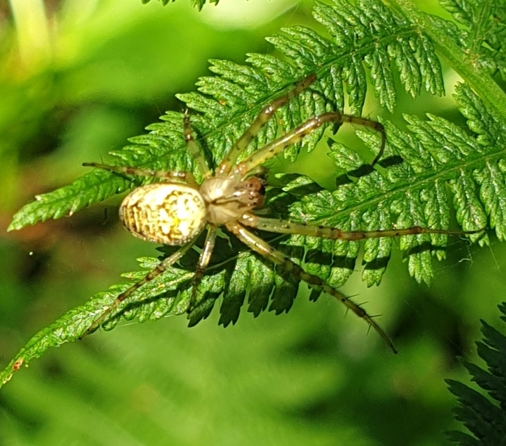 Metellina segmentata/mengei