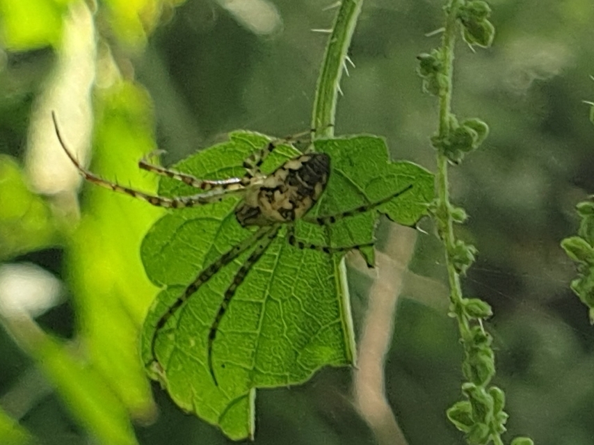 Metellina segmentata/mengei