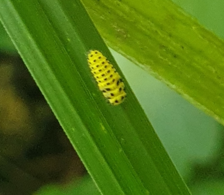 Psyllobora vigintiduopunctata - huszonkétpettyes katica