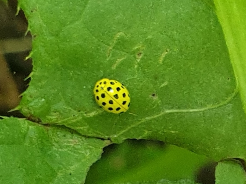 Psyllobora vigintiduopunctata - huszonkétpettyes katica