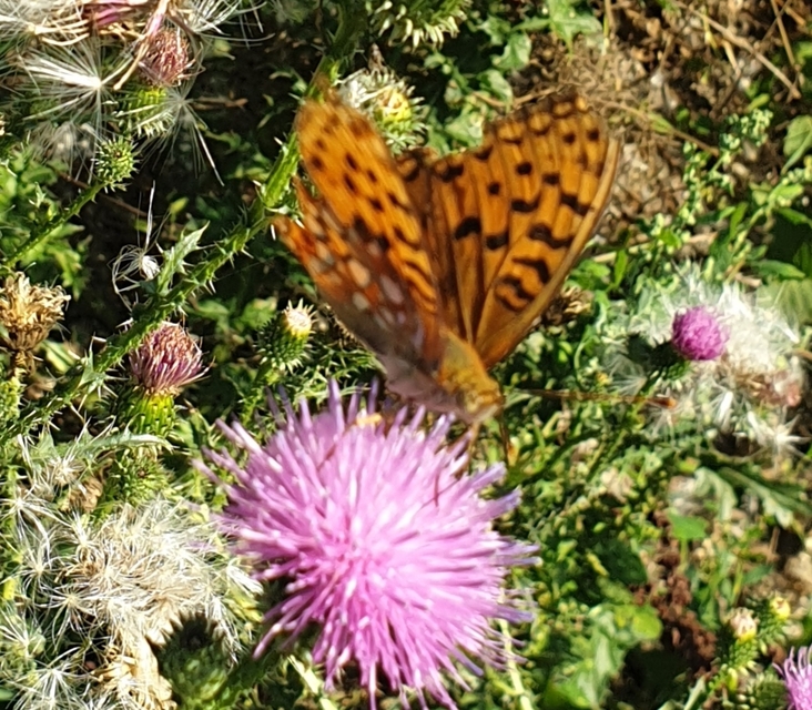 Argynnis adippe - ezüstös gyöngyházlepke