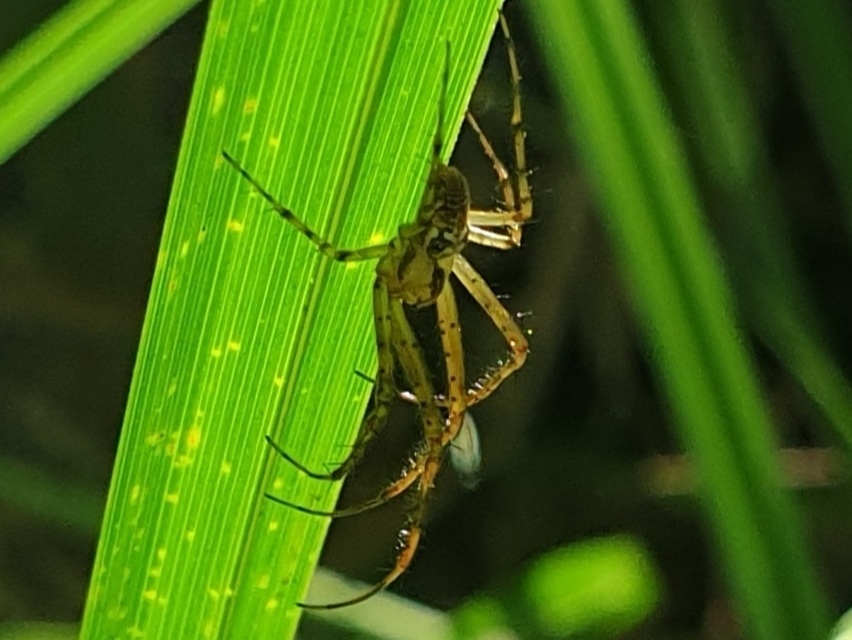 Metellina segmentata/mengei