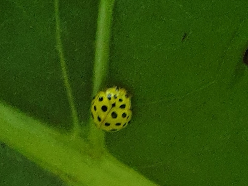Psyllobora vigintiduopunctata - huszonkétpettyes katica