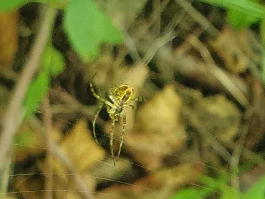 Metellina segmentata/mengei