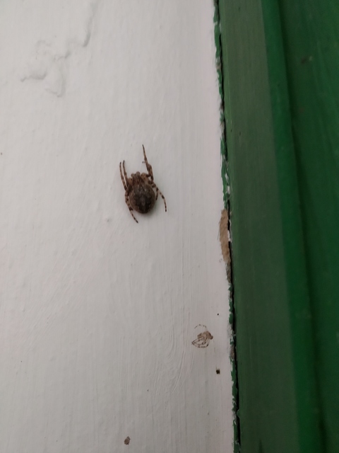 Larinioides ixobolus - ereszalji keresztespók
