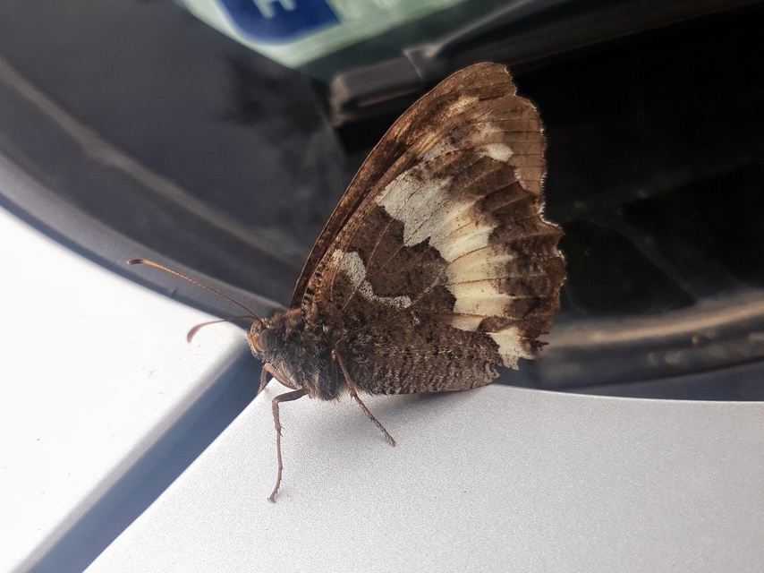 Brintesia circe - fehéröves szemeslepke