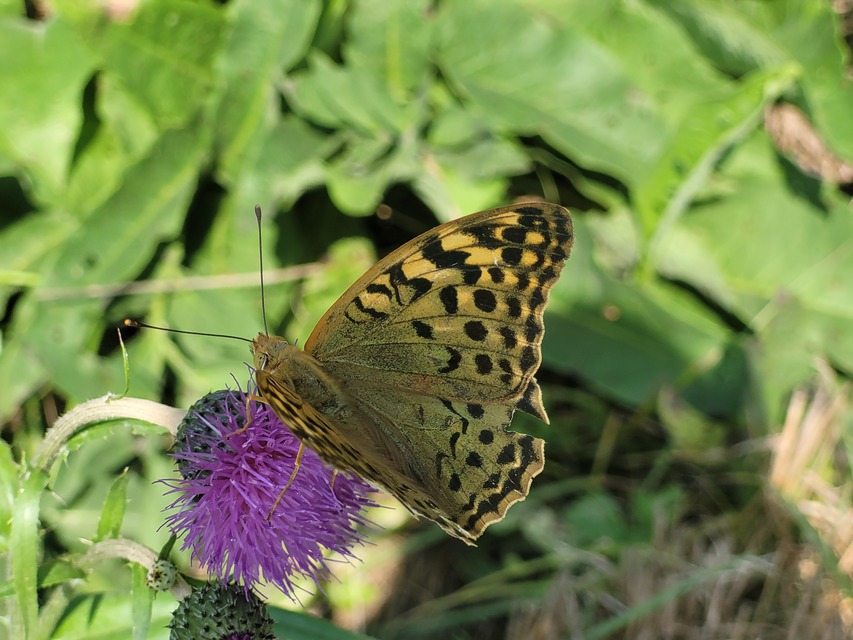 Argynnis pandora - zöldes gyöngyházlepke