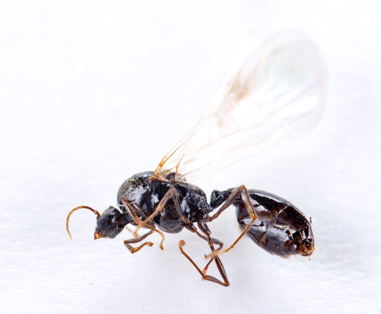 Solenopsis fugax - tolvajhangya