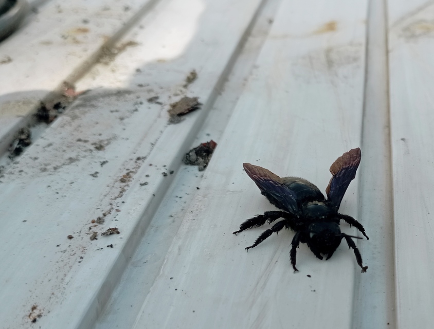 Xylocopa
