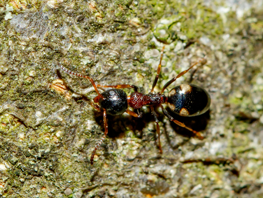 Dolichoderus quadripunctatus - négypettyes erdeihangya