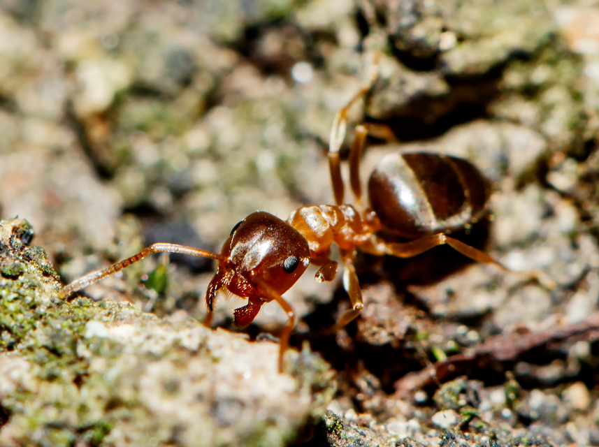 Lasius brunneus - rozsdáshátú feketehangya