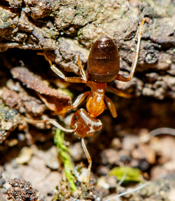 Lasius brunneus - rozsdáshátú feketehangya