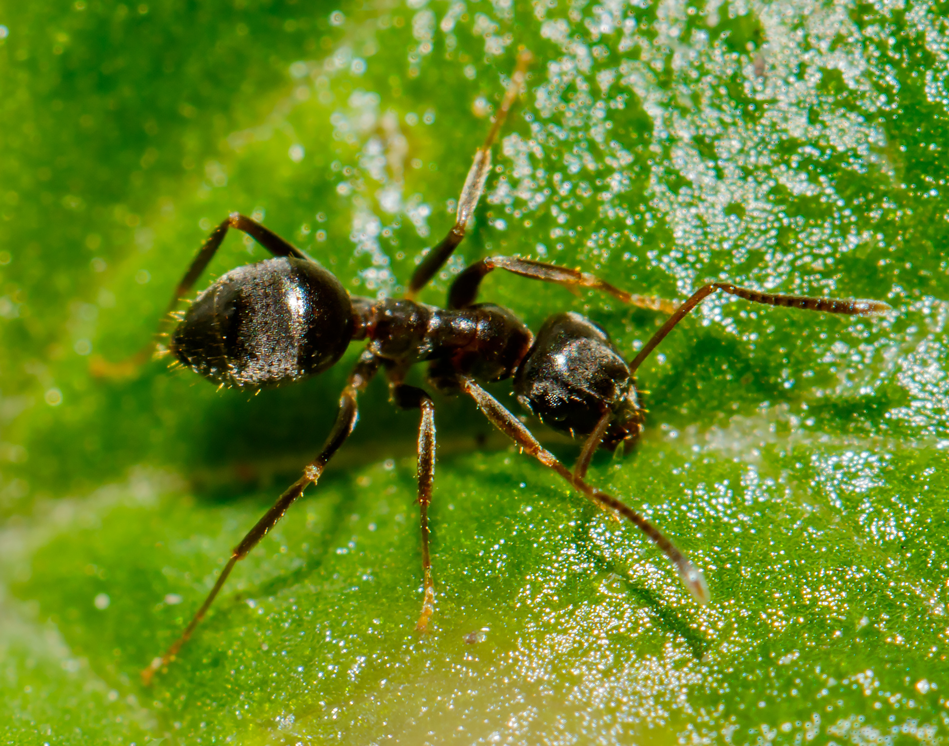 Lasius niger - közönséges feketehangya