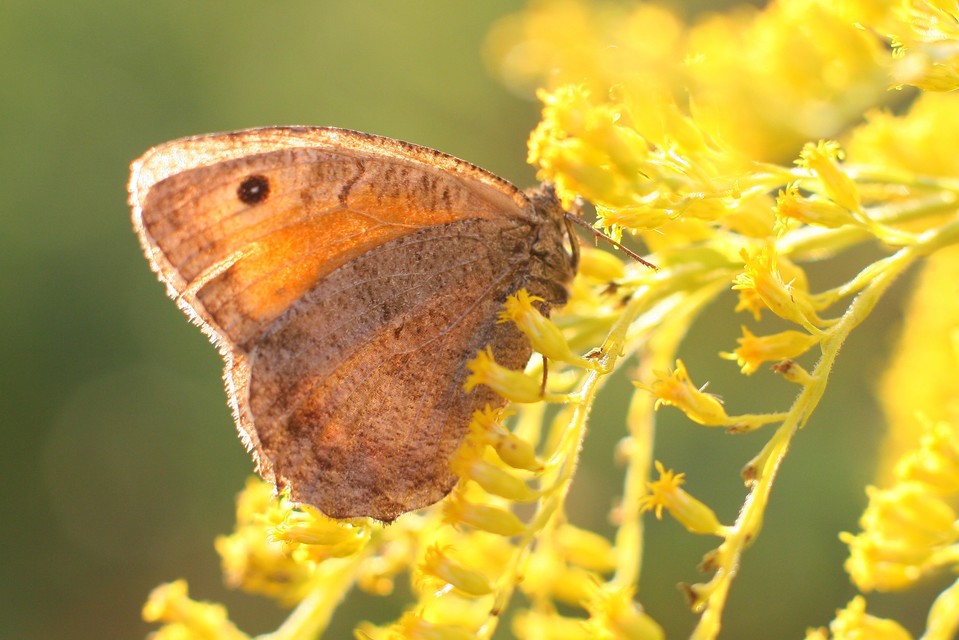 Arethusana arethusa - közönséges szemeslepke