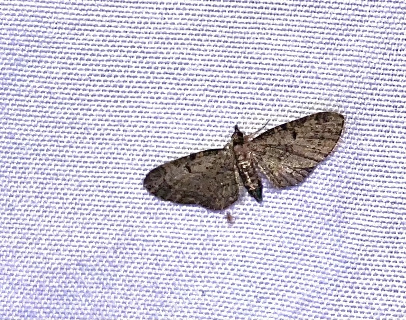 Eupithecia tenuiata - sötétszegélyű törpearaszoló