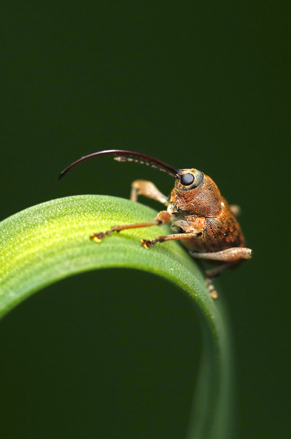 Curculio glandium - tölgymakkzsuzsóka