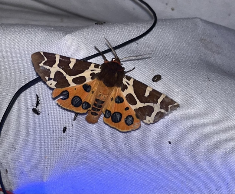 Arctia caja - közönséges medvelepke