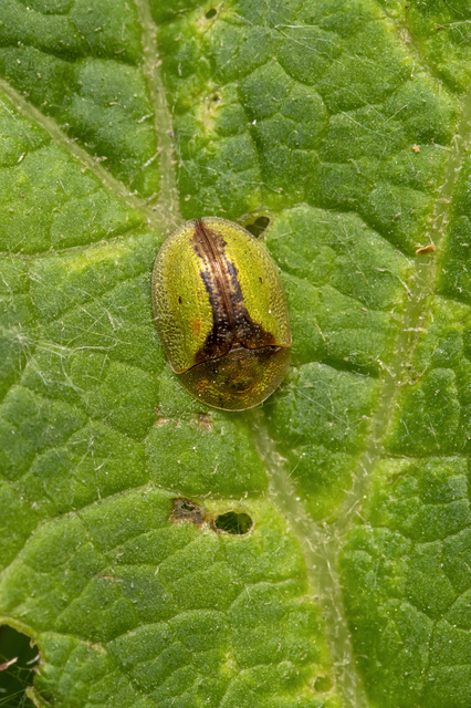 Cassida vibex - szőrös pajzsbogár