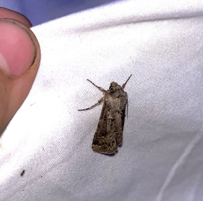 Agrotis bigramma - kétjegyű földibagoly